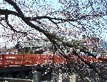 takayama-sakura