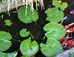 carpe e loto