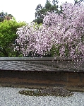 ciliegio al ryoanji
