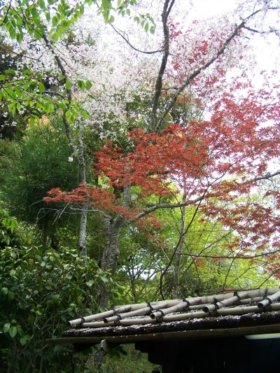 KYOTO MOMIJI