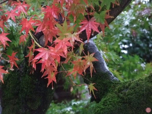 Momijidani (Valle degli aceri), Miyajima, novembre 2015.