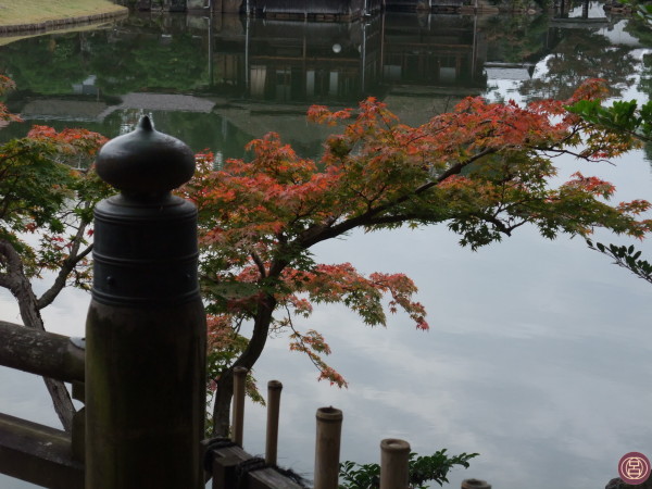 Lo scorso anno, nel giardino Genkyūen di Hikone. 23 novembre 2015.